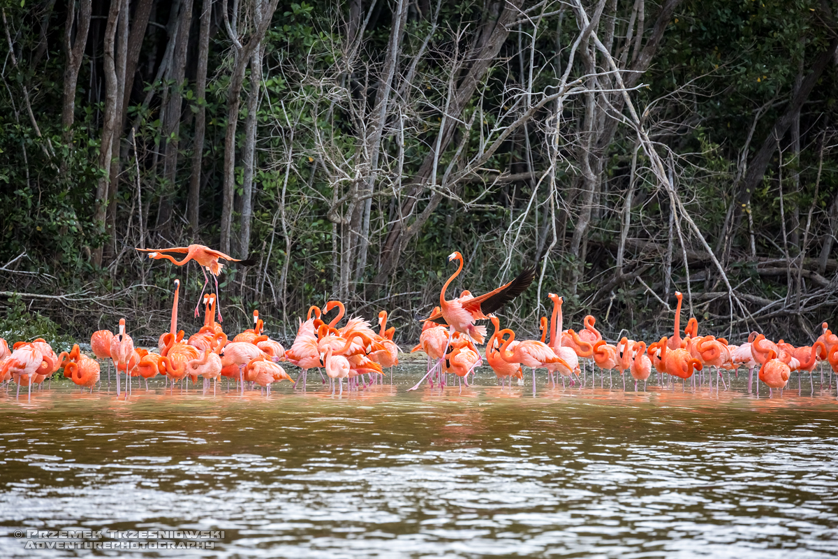 flaming flamingi meksyk jukatan ria celestun ptak ptaki flamingo yucatan mexico