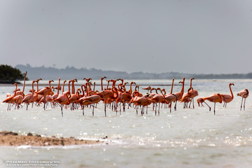 flaming flamingi meksyk jukatan ria lagartos ptak ptaki flamingo yucatan mexico