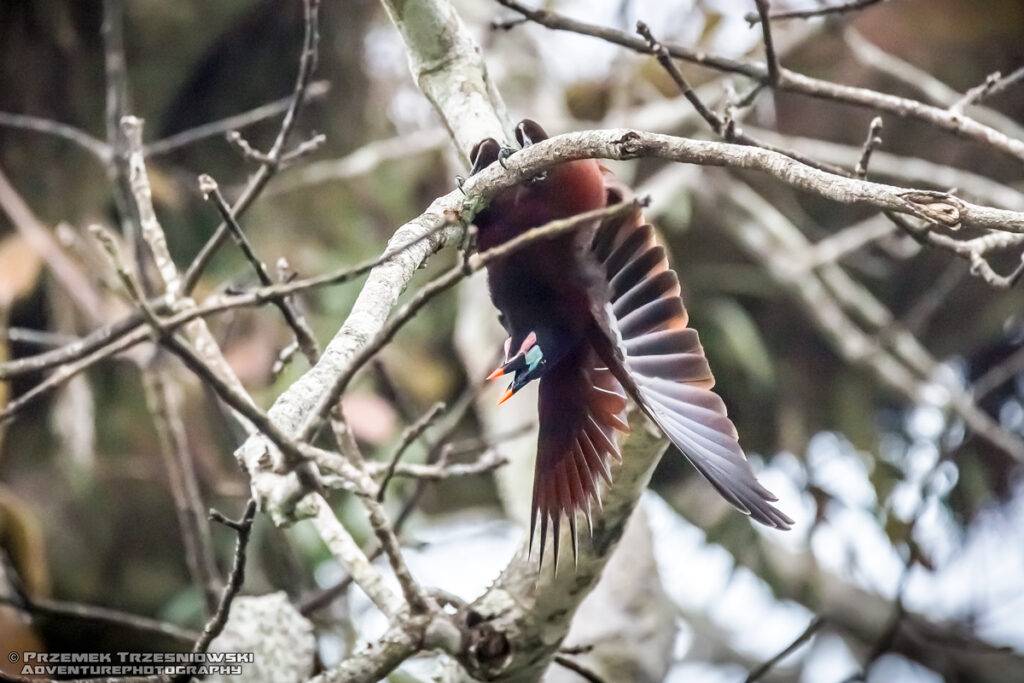 kacyk Montezumy kacykowiec aztecki Psarocolius montezuma ptak bird oropendola Montezuma Tikal Gwatemala Guatemala