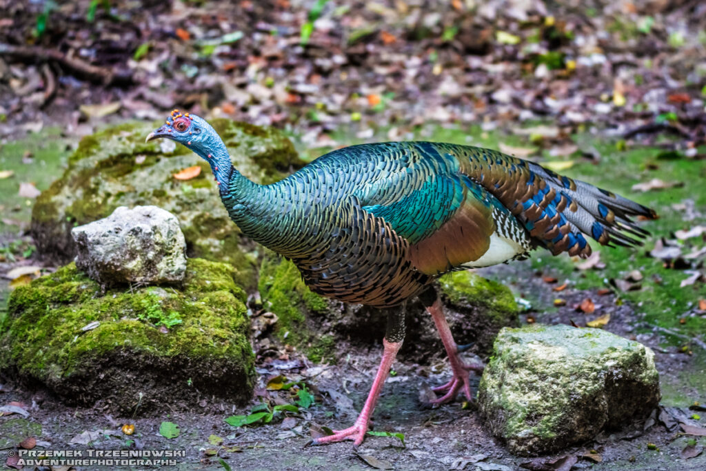 indyk pawi Meleagris ocellata kutz Tikal Peten Gwatemala Jukatan bird turkey Yucatan Guatemala