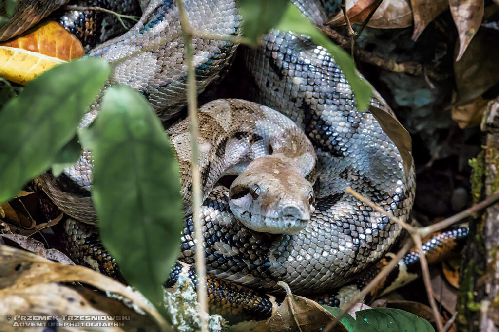 boa coinstrictor imperator waz snake dusiciel meksyk mexico