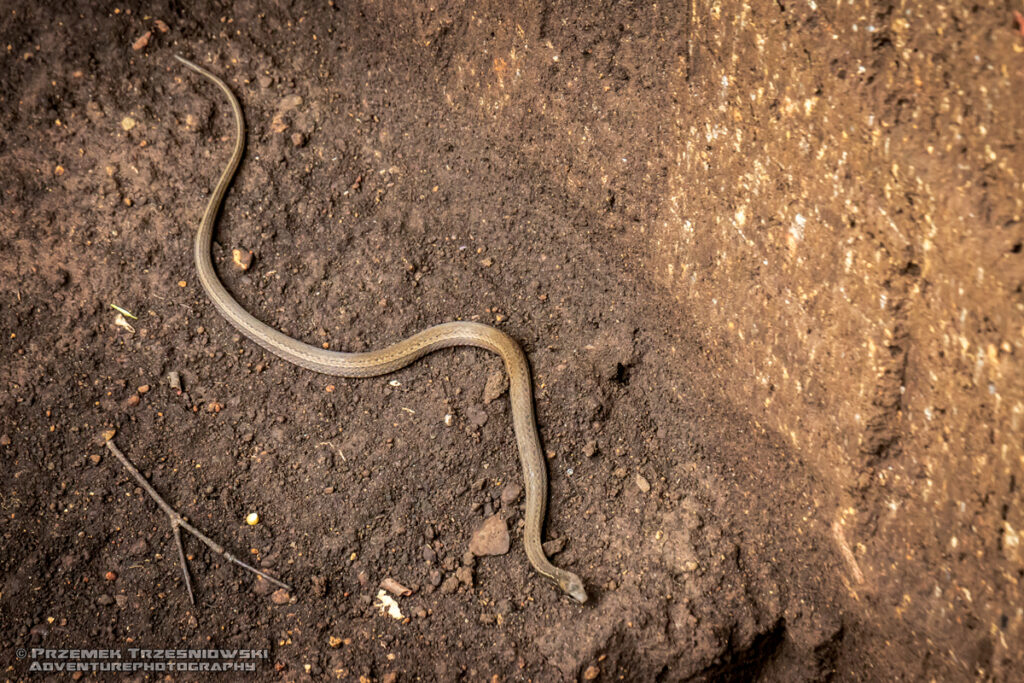 wąż yellowbelly snake coniophanes fissidens gad salwafdor savador