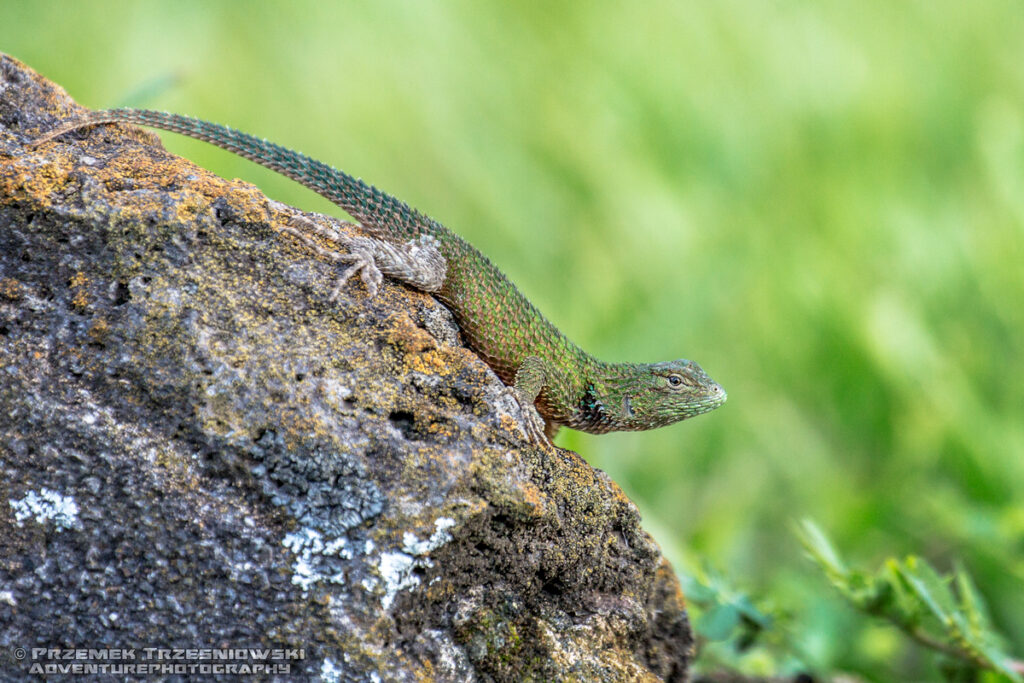 jaszczurka sceloporus malachiticus lizard reptile legwan malachitowy