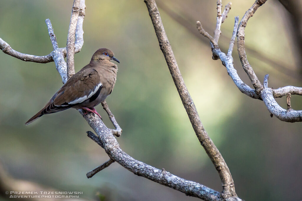 zenaida asiatica ptak bird salwador salvador