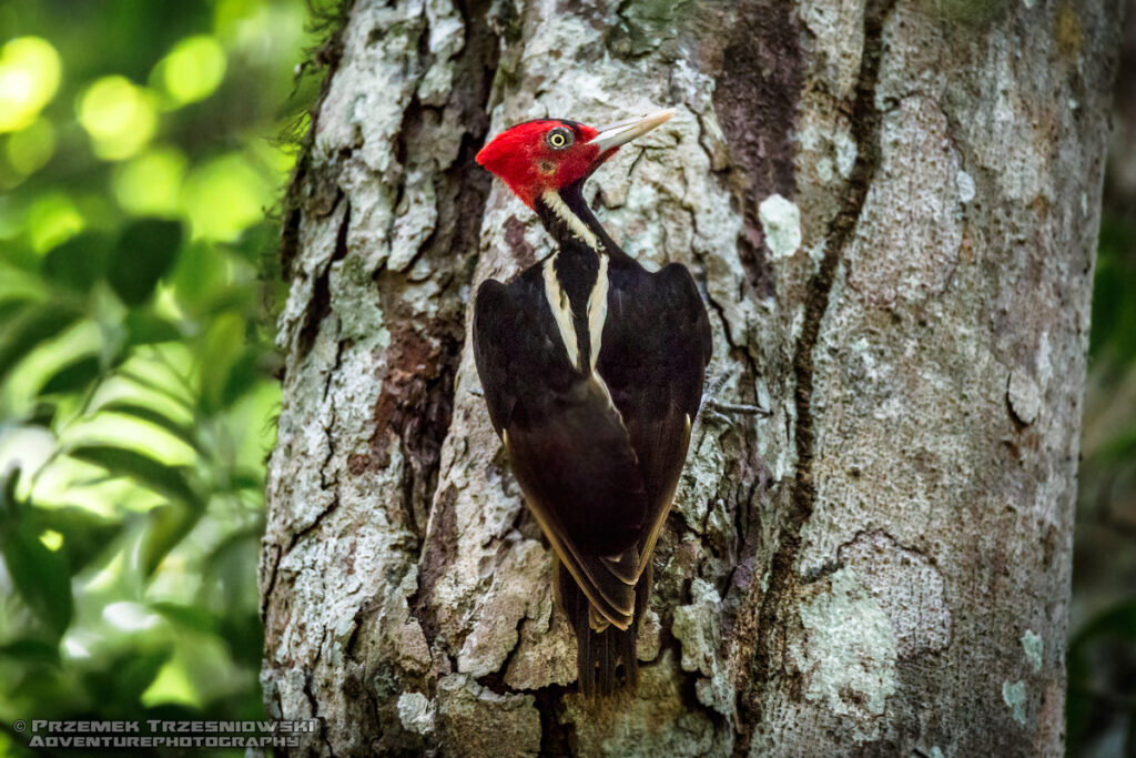 dzięcioł jasnodzioby campephilus guatemalensis woodpicker bird ptak gwatemala peten guatemala