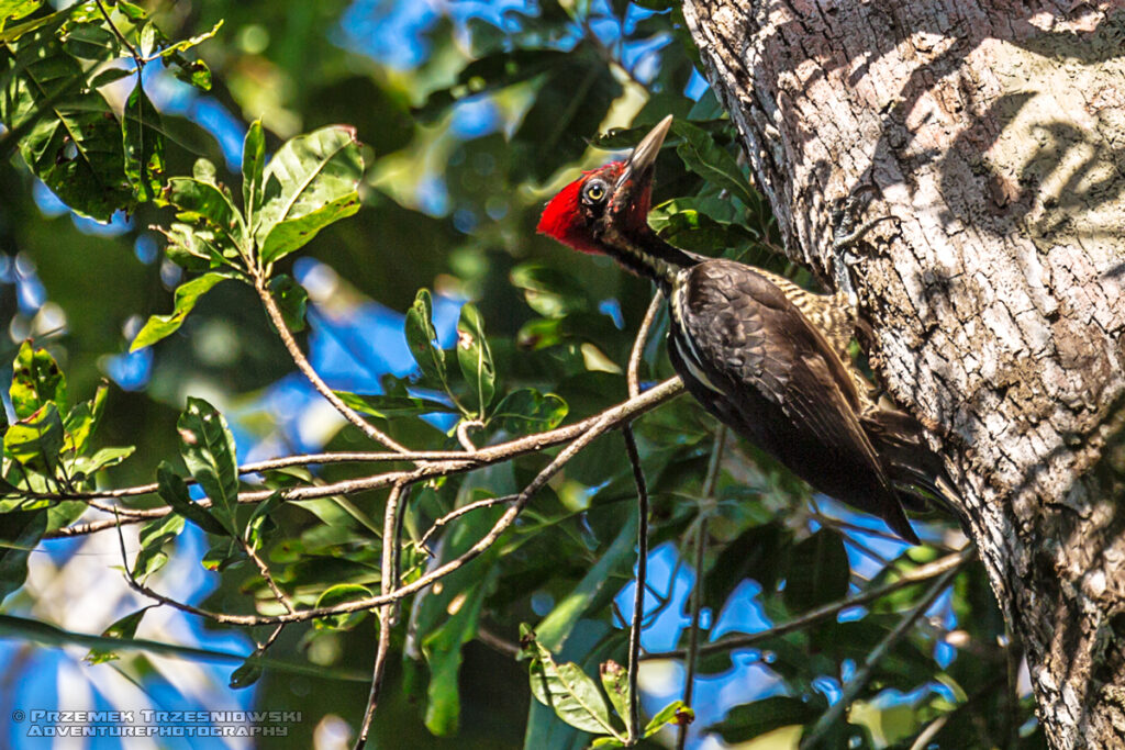 dzięcioł czerwonoczuby dryocopus lineatus woodpicker ptak bird meksyk mexico