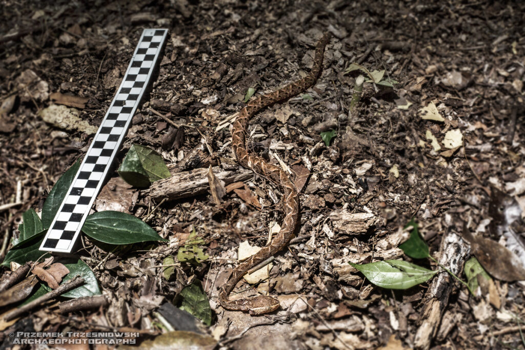 cascabel nauyaca zararaka lancetowata bothrop atrox fer-de-lance barba amarilla serpent serpiente kajsaka wąż