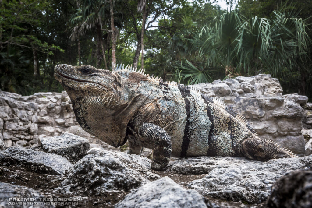 jaszczurka iguana legwan czarny tolok czarnogwan srodkowoamerykanski lizard reptile meksyk mexico