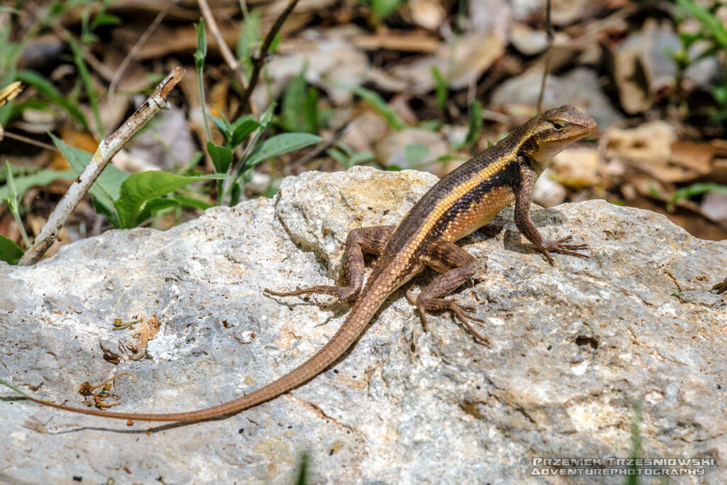 jaszczurka sceloporus chrysostictus lizard gad reptile meksyk mexico