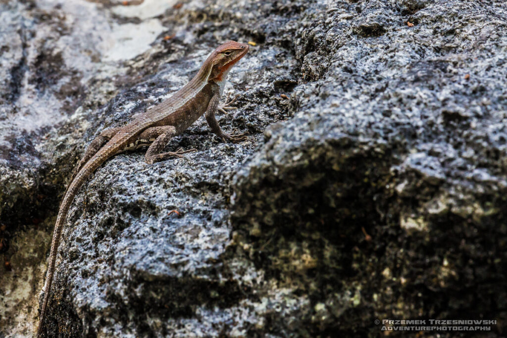 jaszczurka sceloporus variabilis lizard meksyk mexico