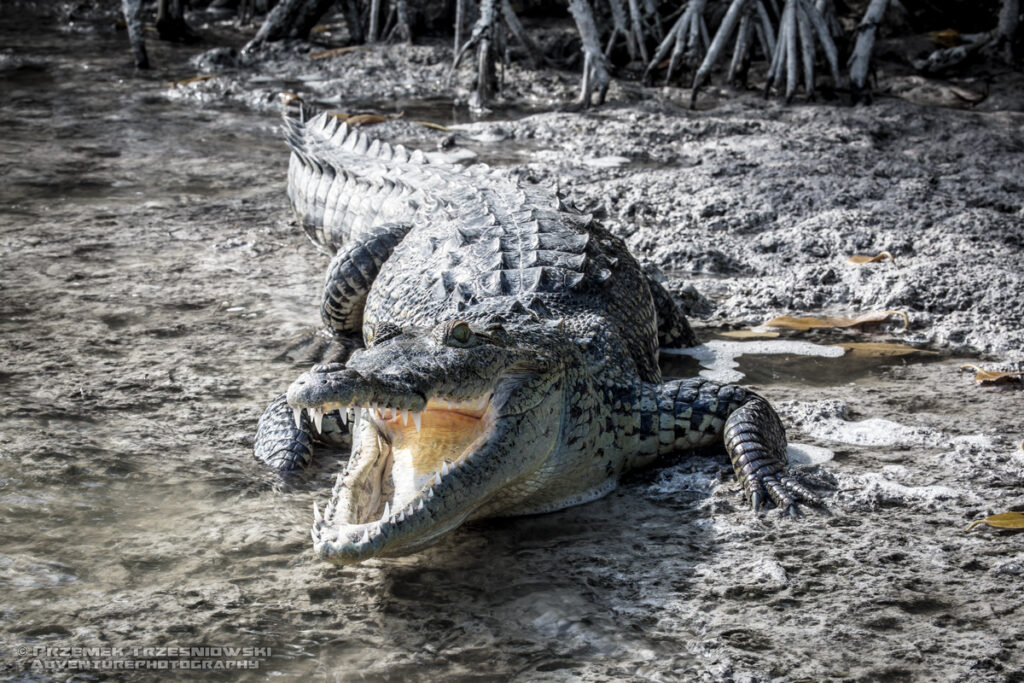 krokodyl, meksykanski, crocodylus, moreletii, meksyk, fauna, zwierzeta, gady, ria, lagartos, mexico