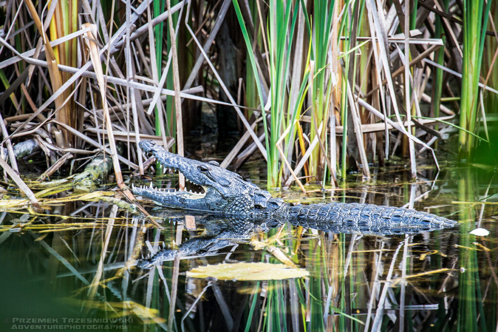 krokodyl, meksykanski, crocodylus, moreletii, meksyk, fauna, zwierzeta, gady, cenote, aktunha, mexico