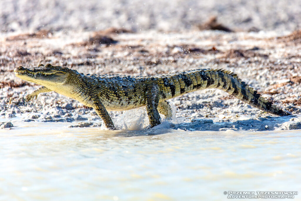 krokodyl, meksykanski, crocodylus, moreletii, meksyk, fauna, zwierzeta, gady, ria, lagartos, mexico