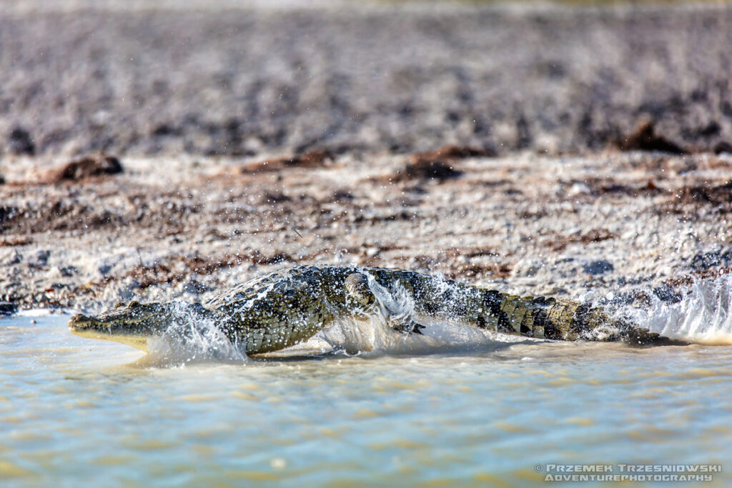 krokodyl, meksykanski, crocodylus, moreletii, meksyk, fauna, zwierzeta, gady, ria, lagartos, mexico