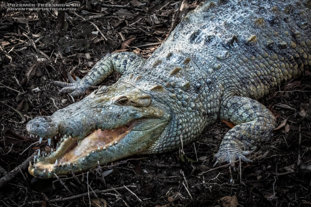 krokodyl, meksykanski, crocodylus, moreletii, meksyk, fauna, zwierzeta, gady, ria, lagartos, mexico