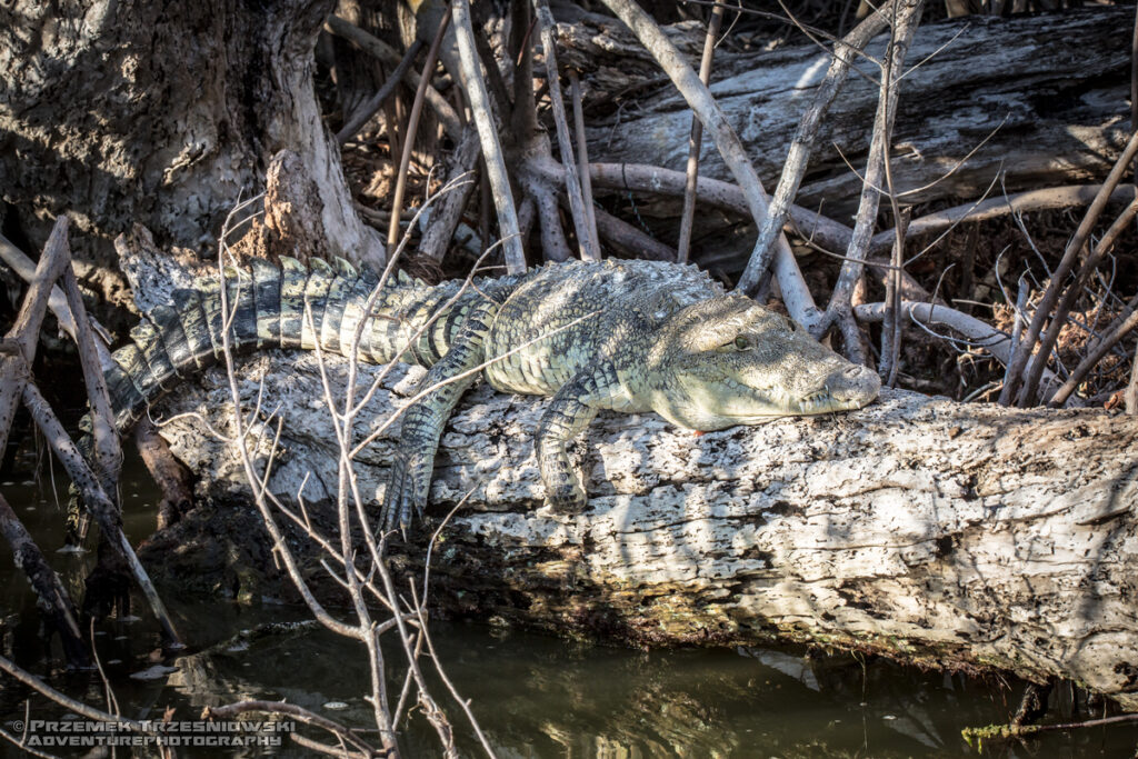 krokodyl, meksykanski, crocodylus, moreletii, meksyk, fauna, zwierzeta, gady, ria, lagartos, mexico