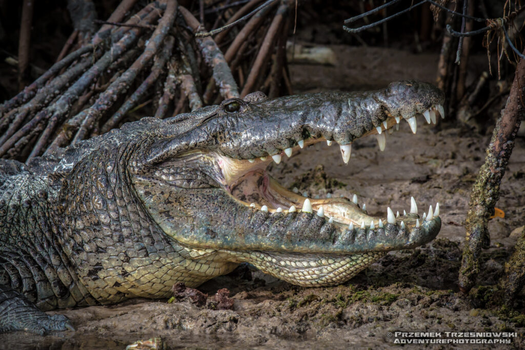 krokodyl, meksykanski, crocodylus, moreletii, meksyk, fauna, zwierzeta, gady, ria, lagartos, mexico