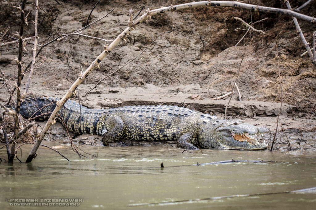 krokodyl, meksykanski, crocodylus, moreletii, meksyk, fauna, zwierzeta, gady, usumacinta, mexico