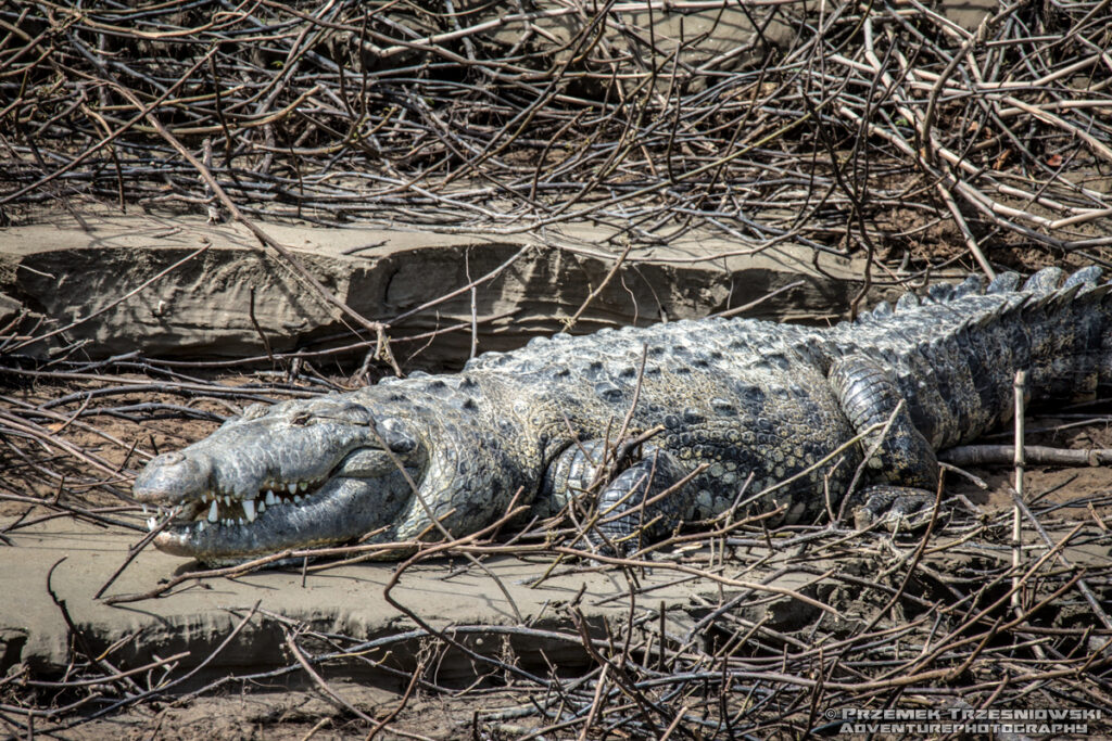 krokodyl, meksykanski, crocodylus, moreletii, meksyk, fauna, zwierzeta, gady, usumacinta, mexico