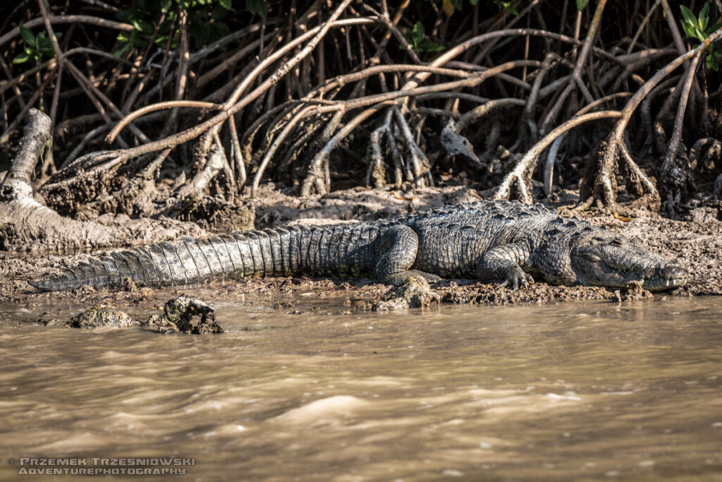 krokodyl, meksykanski, crocodylus, moreletii, meksyk, fauna, zwierzeta, gady, ria, lagartos, mexico