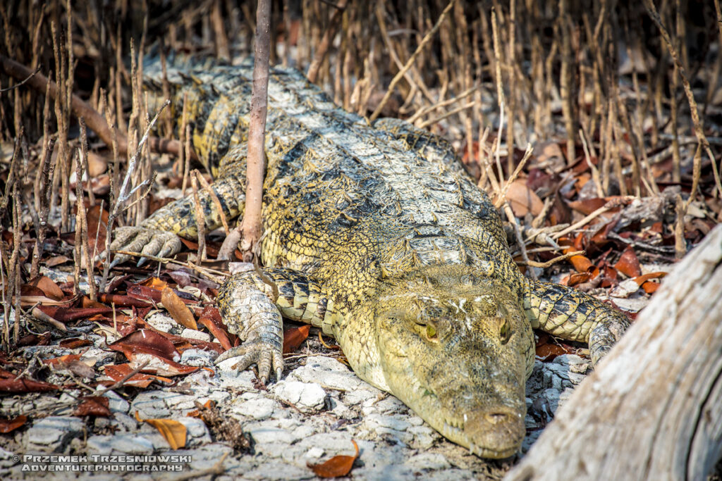 krokodyl, meksykanski, crocodylus, moreletii, meksyk, fauna, zwierzeta, gady, ria, lagartos, mexico