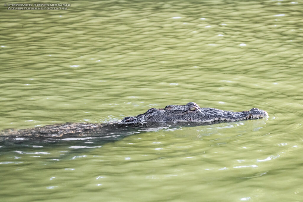 krokodyl, amerykanski, crocodylus, acutus, meksyk, fauna, zwierzeta, gady, ria, lagartos, mexico