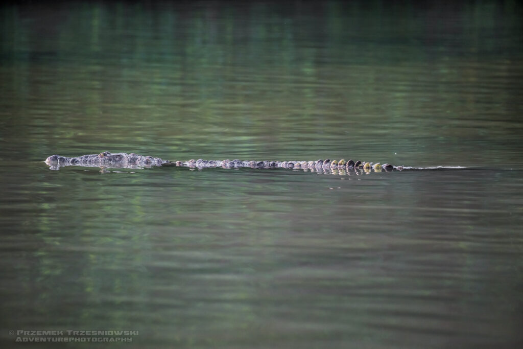 krokodyl, amerykanski, crocodylus, acutus, meksyk, fauna, zwierzeta, gady, ria, lagartos, mexico