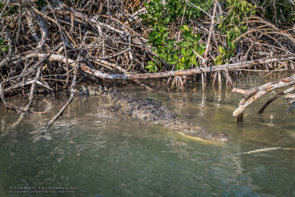 krokodyl, amerykanski, crocodylus, acutus, meksyk, fauna, zwierzeta, gady, ria, lagartos, mexico