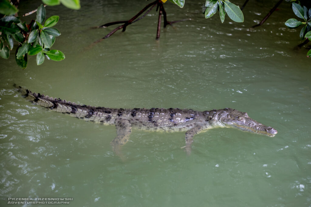 krokodyl, amerykanski, crocodylus, acutus, meksyk, fauna, zwierzeta, gady, ria, lagartos, mexico