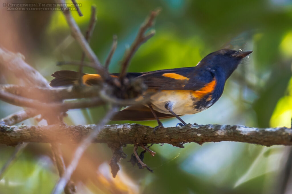 lasowka zzkarlatna
setophaga ruticilla jukatan meksyk ptak bird yucatan mexico