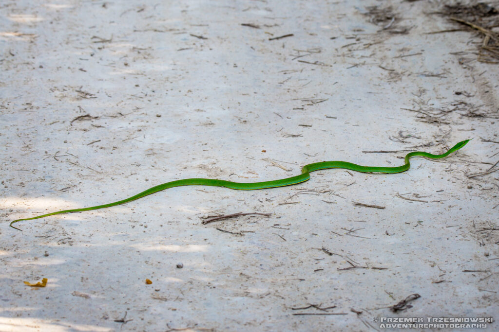 wąż snake wxybelis fulgidus gad meksyk mexico