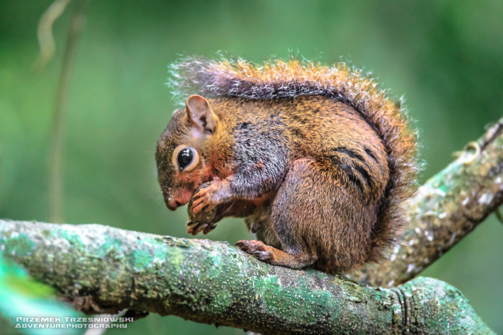 wiewiorka squirrel depp sciurus deppei guatemala gwatemala