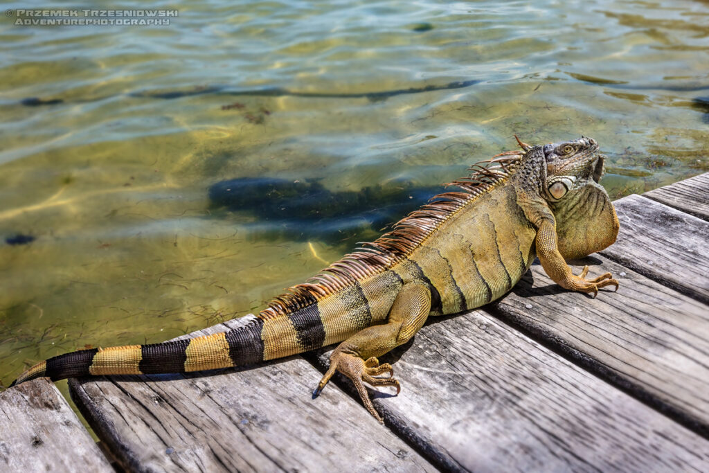 jaszczurka iguana legwan zielony tolok lizard reptile belize