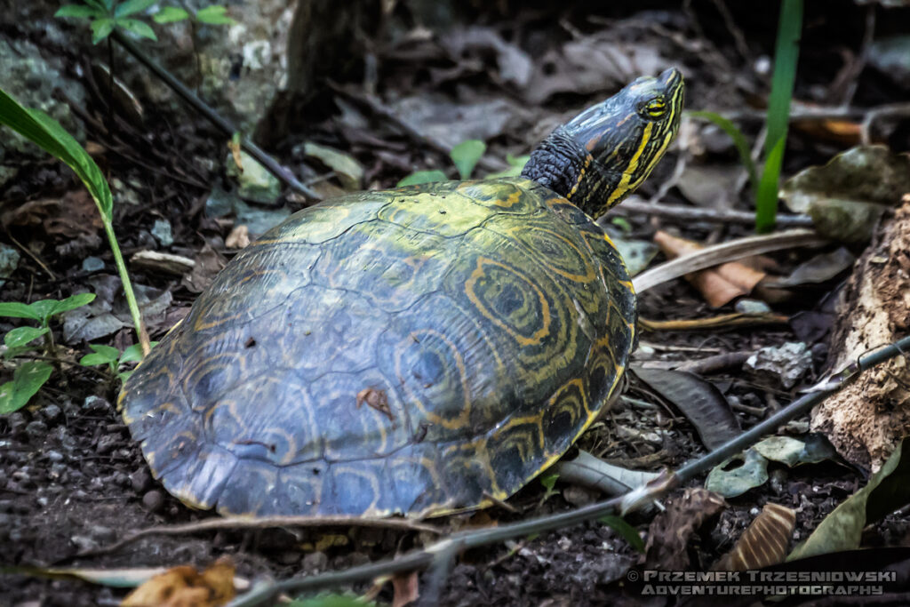 żółw żółtolicy trachemys scripta troostii meksyk mexico jukatan yucatan turtle