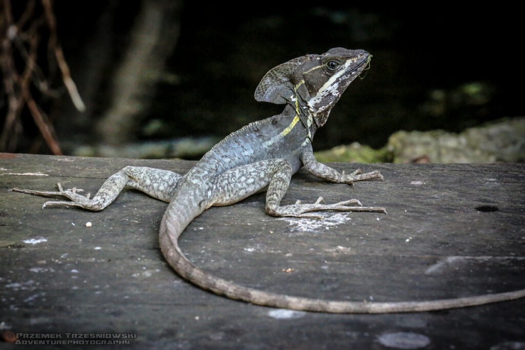 bazyliszek xtoloc, jaszczurka pregowany basiliscus vittatus meksyk mexico lizard reptile