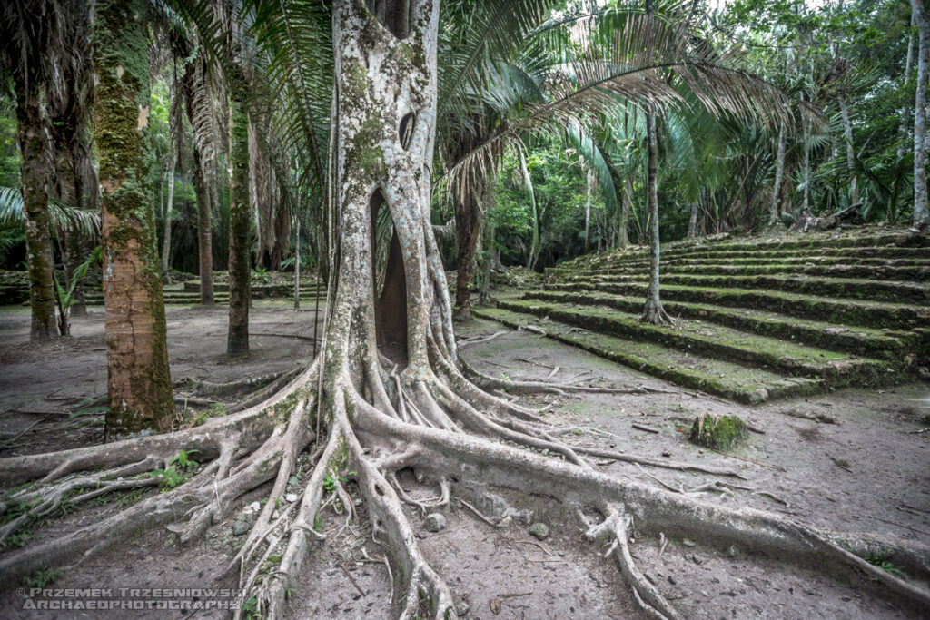 Chacchoben ruiny Majów Maya ruins Quintana Roo Meksyk Mexico matapalo