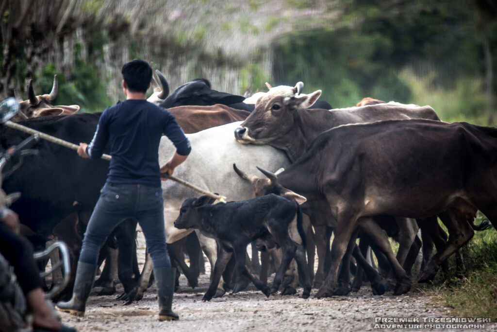 Chiapas Meksyk Mexico Sak Tz'i'