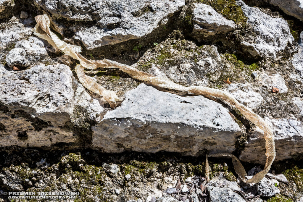 wylinka wąż serpent skin serpiente