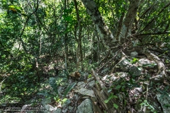 CeibaricoA-2201289271-RioBec