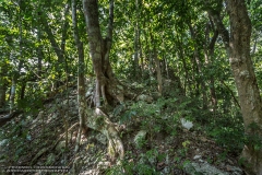 CeibaricoA-2201289276-RioBec