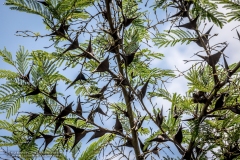 Salwador-2105141564-Vachellia-cornigera-acacia