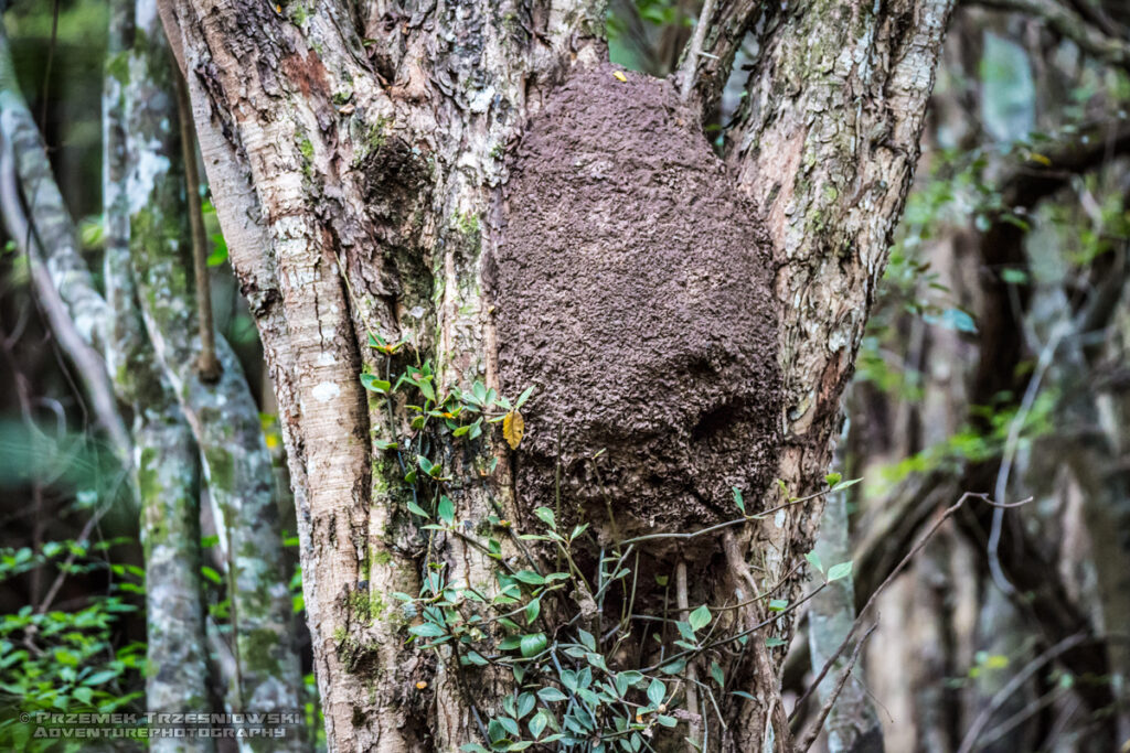 selwa rainforest las deszczowy peten gwatemala jungle dzungla niecka mirador basin termitiera