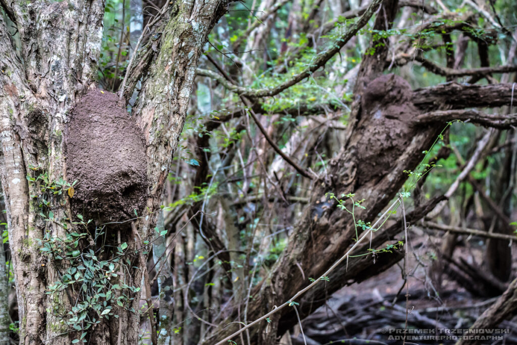 selwa rainforest las deszczowy peten gwatemala jungle dzungla niecka mirador basin termitiera