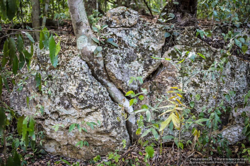 selwa rainforest las deszczowy peten gwatemala jungle dzungla niecka mirador basin tykwa