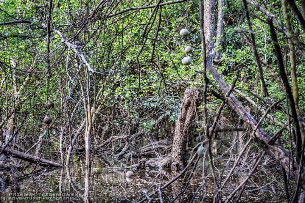 selwa rainforest las deszczowy peten gwatemala jungle dzungla niecka mirador basin tykwa