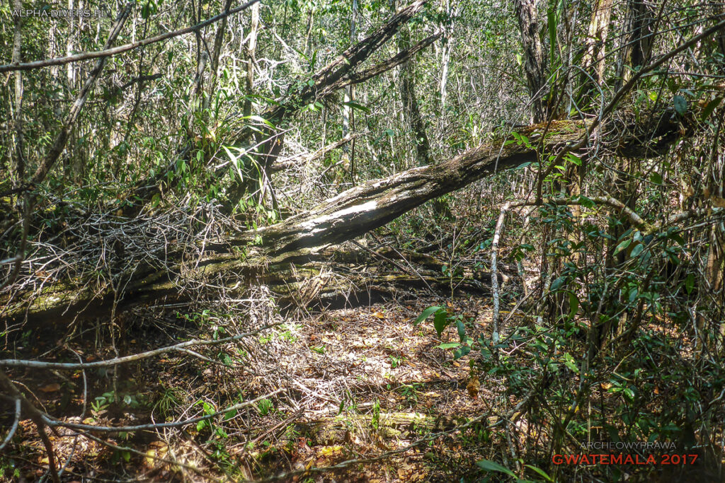 selwa rainforest las deszczowy peten gwatemala jungle dzungla niecka mirador basin