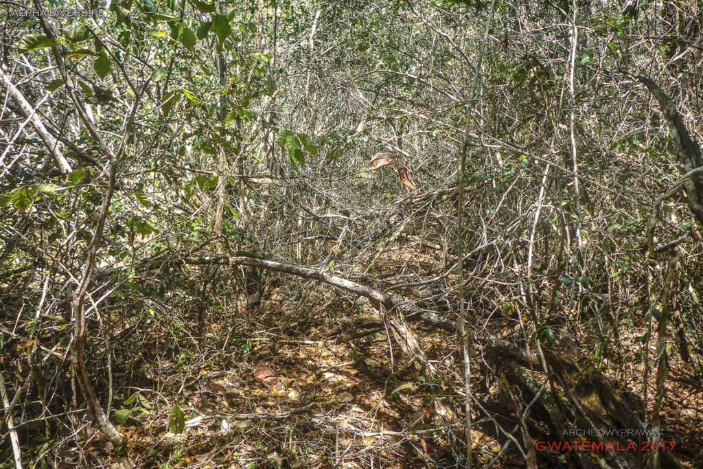 selwa rainforest las deszczowy peten gwatemala jungle dzungla niecka mirador basin