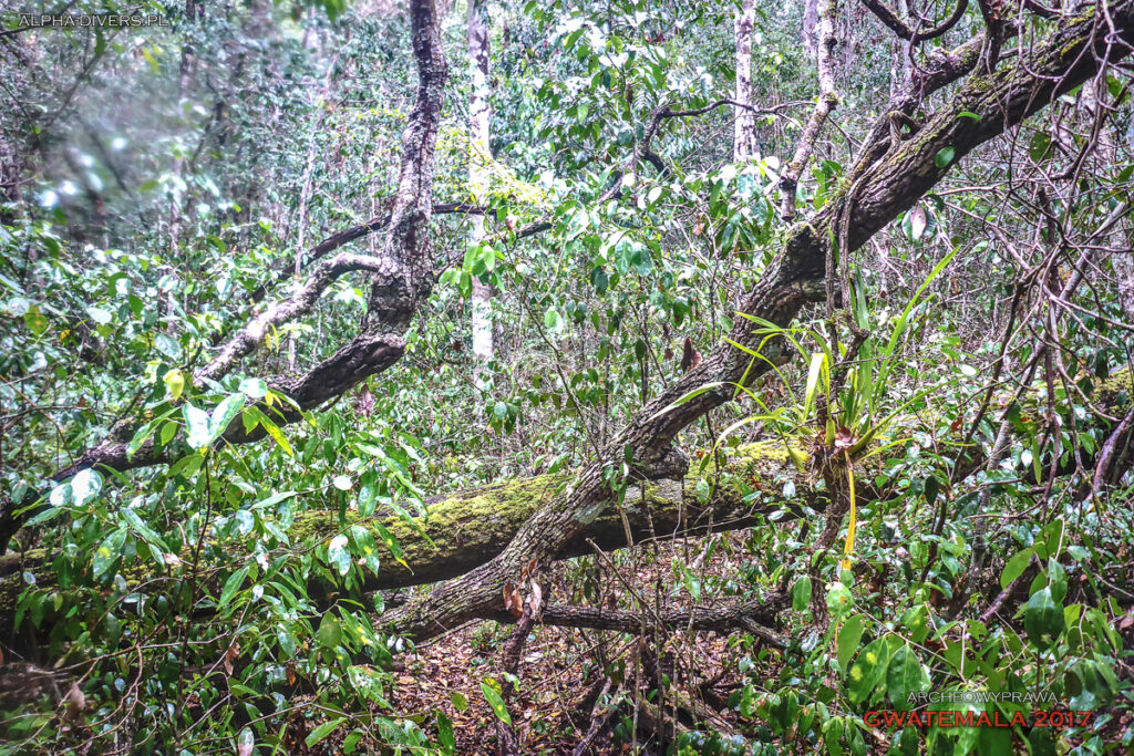 selwa rainforest las deszczowy peten gwatemala jungle dzungla niecka mirador basin