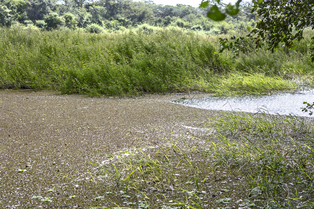 aguada bajo selwa rainforest las deszczowy peten gwatemala jungle dzungla niecka mirador basin