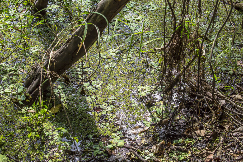 aguada bajo selwa rainforest las deszczowy peten gwatemala jungle dzungla niecka mirador basin